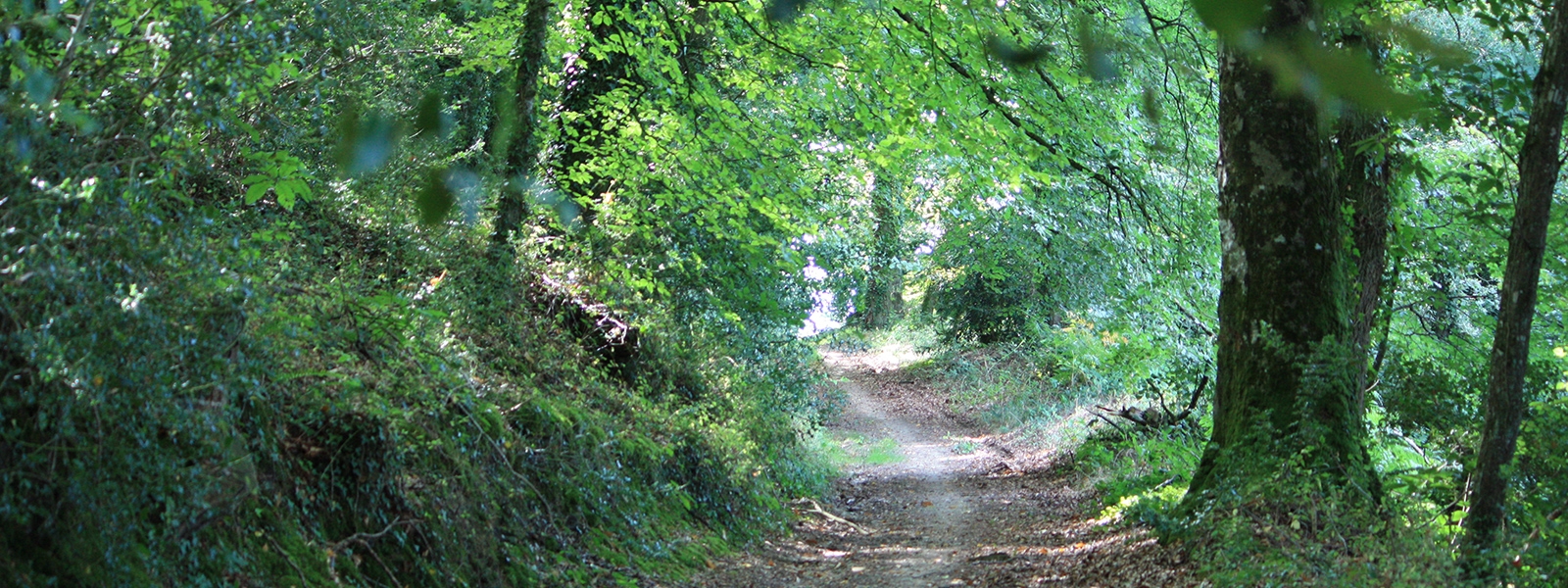 chemin sous-bois