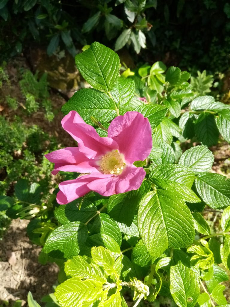 rose rustique gallica